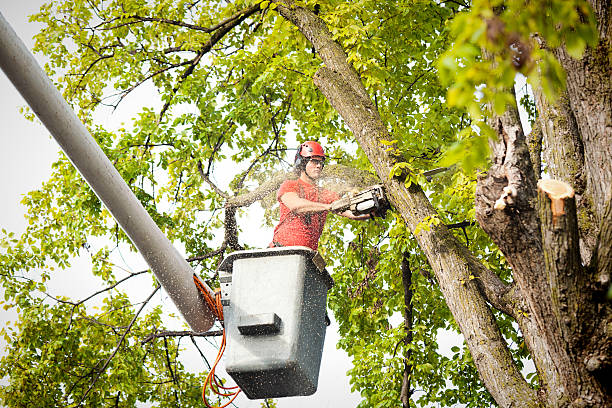 The Steps Involved in Our Tree Care Process in Hollymead, VA